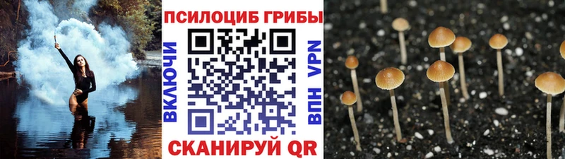 наркота  Белорецк  Галлюциногенные грибы Psilocybine cubensis 